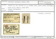 Karteikarte zum Holotyp von Bolivina laevigata Karrer, 1878